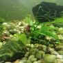 Fish tank including fish Image 7