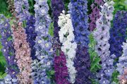 (D) Garden Delphinium Emerald Pacific Mix seeds 0.1g (431939)