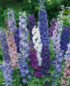 (D) Garden Delphinium Emerald Pacific Mix seeds 0.1g (431939)