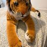 Large Tiger Image 2