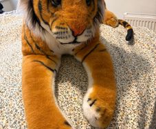 Large Tiger