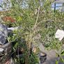 olive tree Image 2