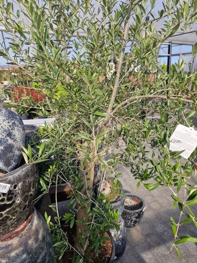olive tree