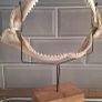 Shark Jaw on Stand Image 6