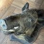 Stuffed boars head Image 3