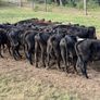 Aberdeen Angus Weanling Bulls Image 2