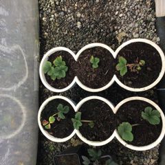 strawberry  plant
