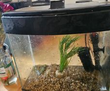 fish tank include pump and heater