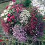 (L) Trailing Lobelia Cascade Pink seeds 0.1g (415038) Image 2