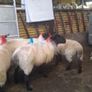 Hogget ewes and Rams Image 7