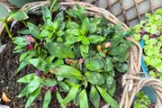 garden plants