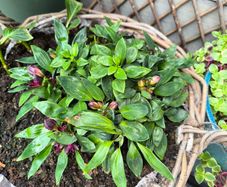 garden plants