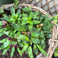 garden plants