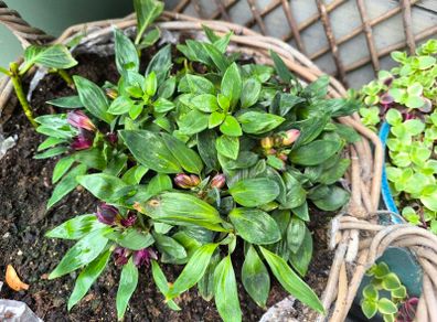 garden plants