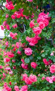 Pink roses free