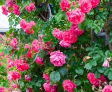 Pink roses free