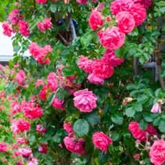 Pink roses free