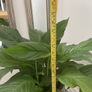 Large Peace Lily Image 4