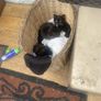 Three kittens Image 3