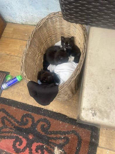 Three kittens
