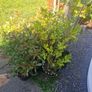 shrubs. Bay leaves Image 7