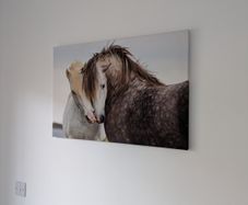 Canvas Horse lovers