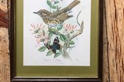 Honeysuckle and Friends by Maurice Pledger