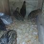 male quail Image 4