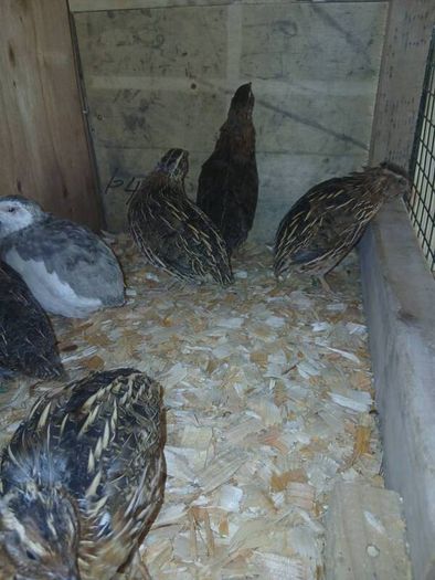 male quail