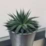 house plants Image 8