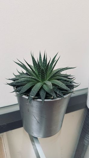 house plants