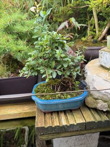 bonsai