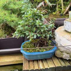 bonsai