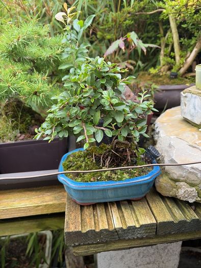 bonsai