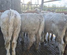 7 suckler bred heifers