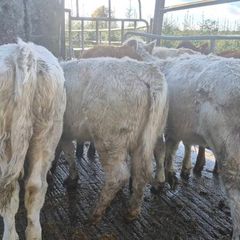 7 suckler bred heifers