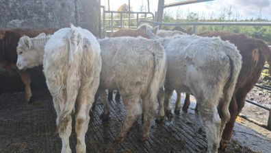 7 suckler bred heifers