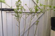 garden plants