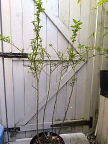 garden plants