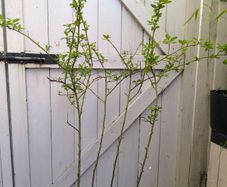 garden plants
