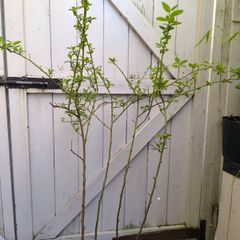 garden plants