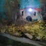 Antique oil painting Image 3