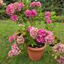 Hydrangea Image 5