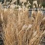 Large Selection of Grass Plants Image 8
