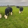 20 White head heifers Image 2