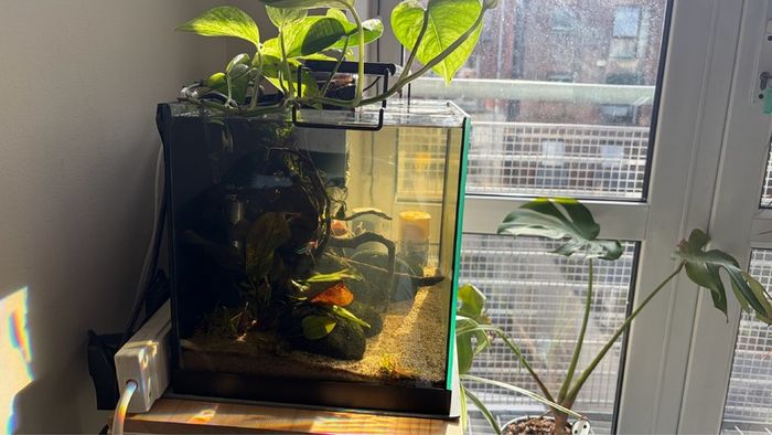 Fully Established Aquarium