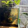 Fully Established Aquarium Image 2