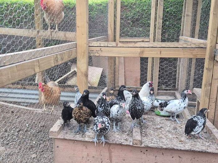Bantam Pullets