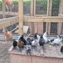 Bantam Pullets Image 4