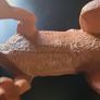 Schleich Edmontosaurus 1997 Toy Dinosaur Replicasaurus Series Image 4